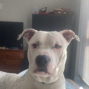 Meet your Posher, Supreme